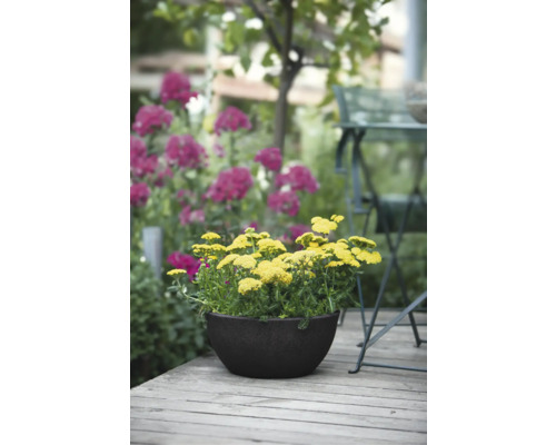 Achillée jaune dans un pot sur une terrasse en bois