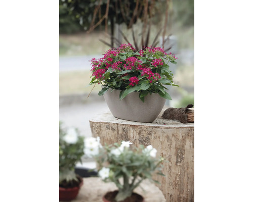 Fleurs étoilées dans un bac à fleurs ovale sur une souche d''arbre