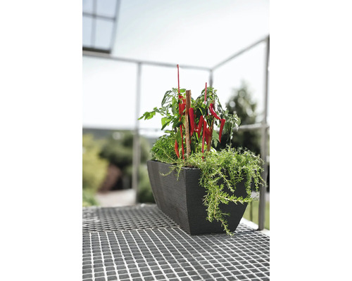 Jardinière avec piments et herbes aromatiques sur un balcon
