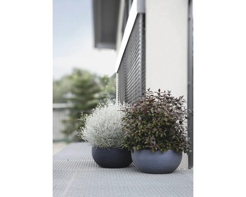 Zwei Pflanzen in Pflanzgefäßen im Außenbereich.