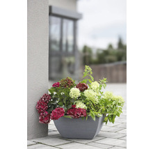 Pflanzschale geli Kunststoff Ø 52 x 52 x 26 cm grau