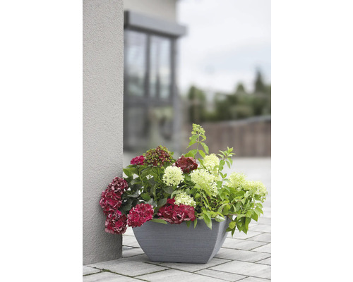 Blumenarrangement mit Hortensien in einem Pflanzgefäß im Außenbereich