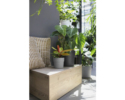 Dekorative Zimmerpflanzen in Töpfen auf einer Holzbank mit einem Kissen.