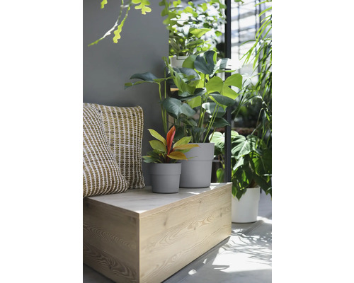 Plantes d''intérieur décoratives dans des pots de fleurs gris sur une étagère en bois, agrémentées d''un coussin à motifs.