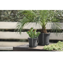 Blumentopf geli Standard Ø 32 cm anthrazit