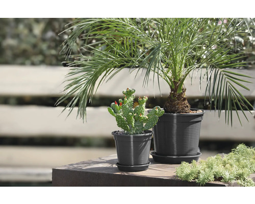 Plantes d''intérieur : palmier dattier et cactus en pot