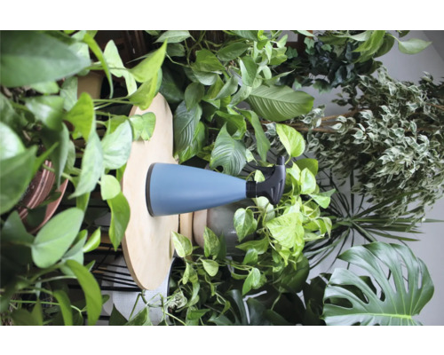 Pulvérisateur pour plantes avec buse réglable et diverses plantes d''intérieur