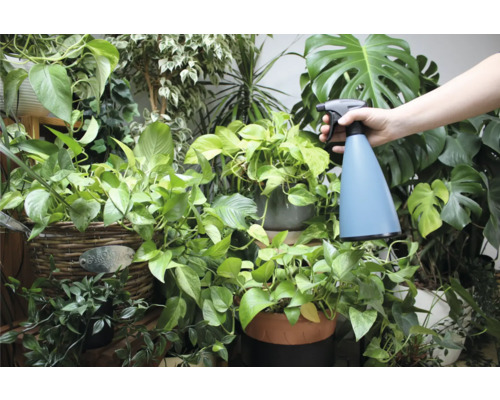 Vaporisateur pour plantes devant diverses plantes d''intérieur