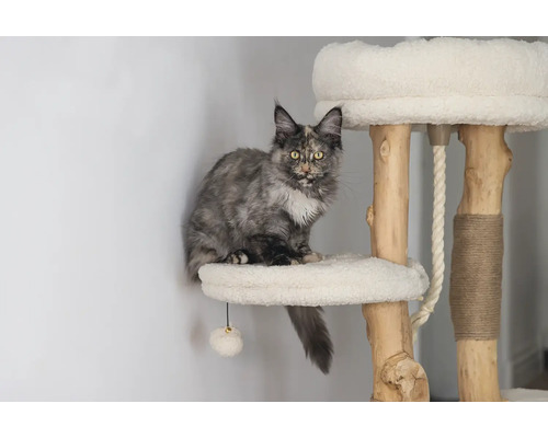 Chat assis sur un arbre à chat