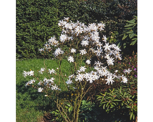 Sternmagnolie mit weißen Blüten im Garten.
