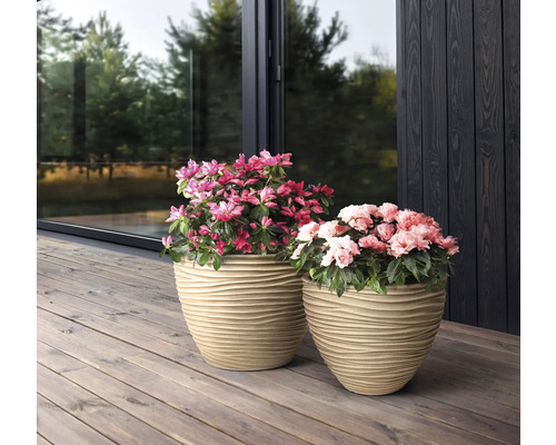 Deux pots de fleurs avec des azalées sur une terrasse