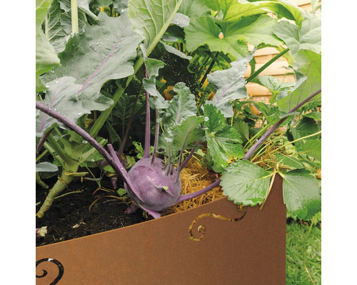 Nahaufnahme von lila Kohlrabi und Erdbeeren in einem Pflanzgefäß.