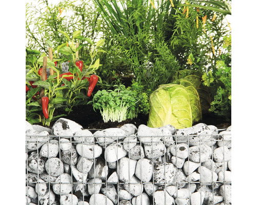 Gabionen Hochbeet mit Gemüse und Pflanzen