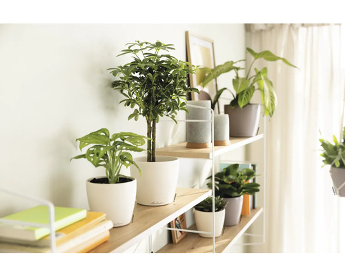 Dekoratives Regal mit Zimmerpflanzen in Töpfen und Büchern