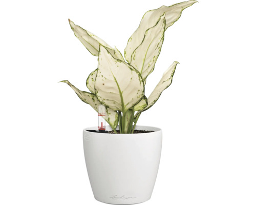 Chinesisches Schilf im weißen Topf