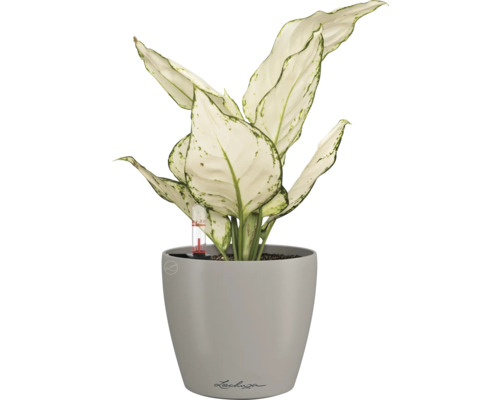 Dieffenbachie in einem Lechuza Blumentopf