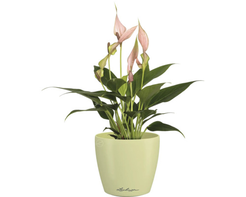 Flamingoblume in einem Topf