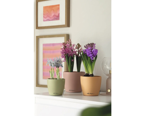 Arrangement mit Hyazinthen und Iris in Pflanzgefäßen auf einem Tisch