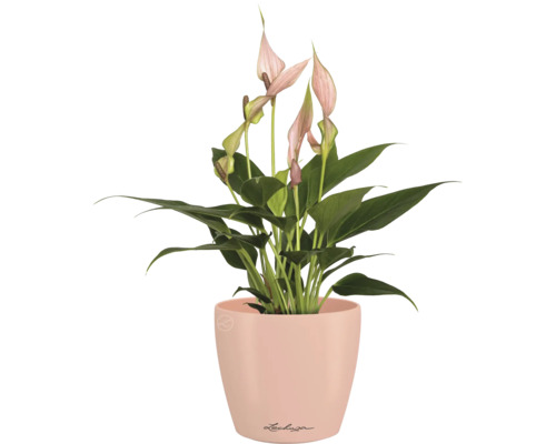 Einblatt Pflanze in einem Lechuza Blumentopf