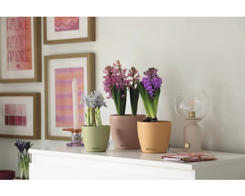 Aménagement intérieur décoratif avec des jacinthes fleuries dans des pots sur une commode