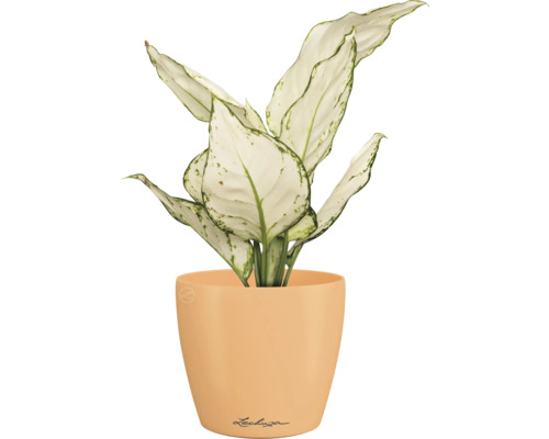 Dieffenbachia plante d''intérieur dans un pot de fleurs Lechuza