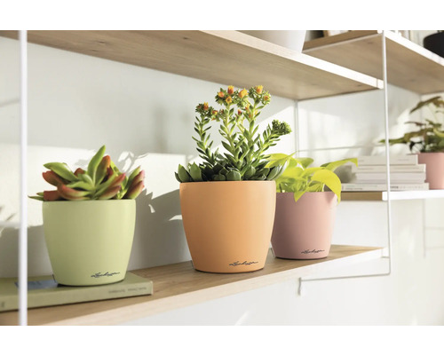 Trois plantes d''intérieur en pot sur une étagère