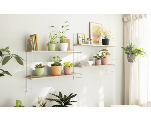 Étagères décoratives avec plantes d’intérieur dans des pots