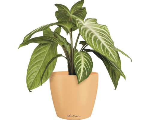 Tête-de-flèche en pot