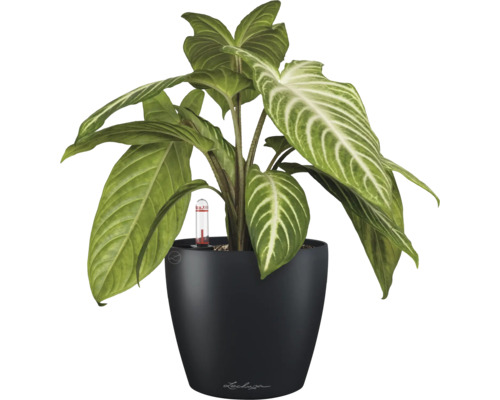 Pfeilblatt in einem schwarzen Blumentopf mit Bewässerungssystem