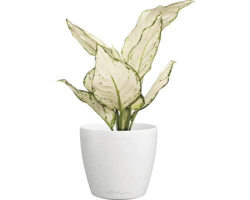 Dieffenbachia Pflanze in einem weißen Topf