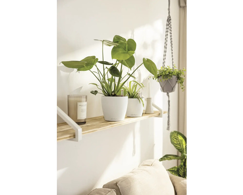 Dekoratives Wohnambiente mit Zimmerpflanzen auf einem Holzregal
