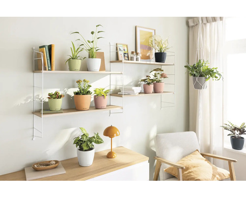 Helles Zimmer mit Regalen, Pflanzen und Sessel