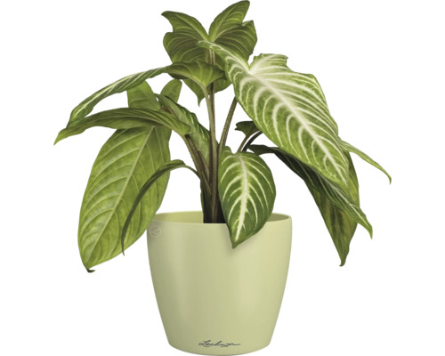 Zimmerpflanze im Topf