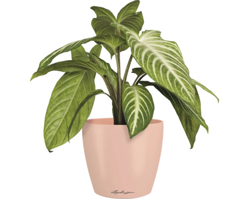 Pfeilblatt im Pflanzgefäß