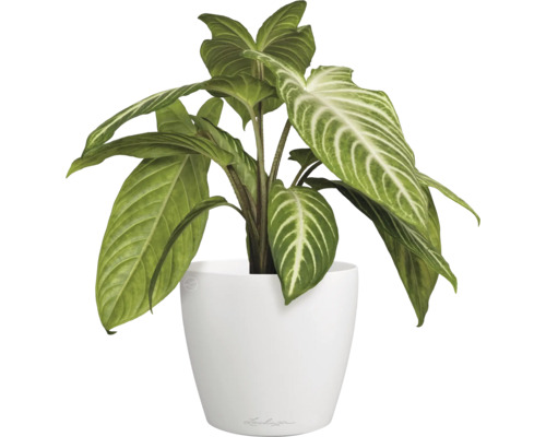 Pfeilblatt im weißen Topf