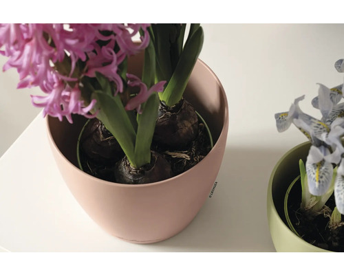 Hyazinthen in einem Lechuza Pflanzgefäß.