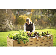 Une femme jardine dans un potager surélevé avec de la laitue et des légumes dans le jardin.