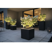 Pots de fleurs éclairés avec des hortensias sur une terrasse
