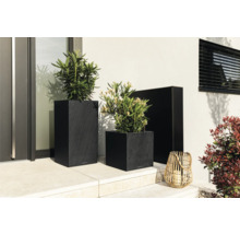 Scène d''extérieur décorative avec des plantes dans des jardinières