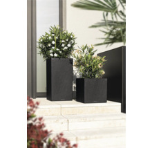 Deux bacs à plantes noirs de différentes formes avec des plantes devant un bâtiment
