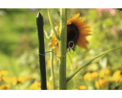 Pflanzenstütze aus Kunststoff mit Bindedraht im Garten