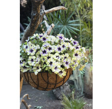 Hängeampel mit Petunien im Garten