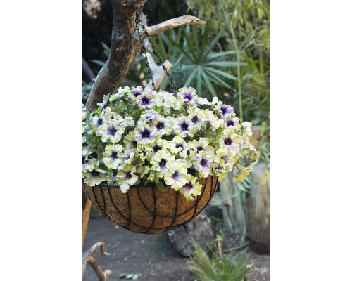 Suspension avec pétunias dans le jardin