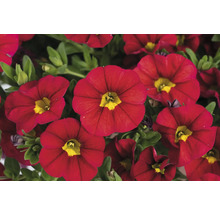 Gros plan de fleurs de calibrachoa rouges avec des centres jaunes.