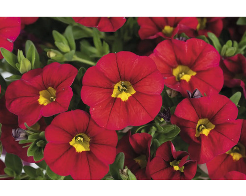 Gros plan de fleurs de calibrachoa rouges avec des centres jaunes.
