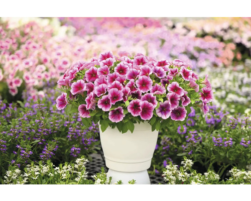 Pétunias roses dans un pot de fleurs