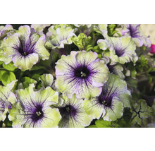 Nahaufnahme von Petunienblüten mit violettem Zentrum