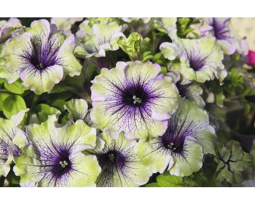 Gros plan de fleurs de pétunia avec un centre violet