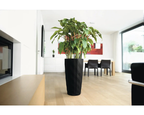 Pièce avec plante d''intérieur dans un grand pot noir