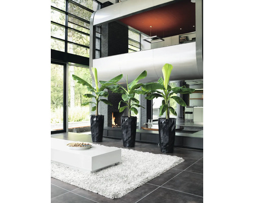 Espace de vie lumineux et spacieux avec trois bananiers dans des jardinières noires.